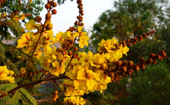 Yellow Flame Tree :: The Raintree Journal